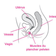 remuscler périnée remuscler périnée